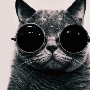 Выставка  «Маленькая девочка и кот Том» фотографии