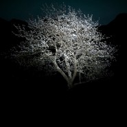 Выставка Юри Катании «Лунный сад» фотографии