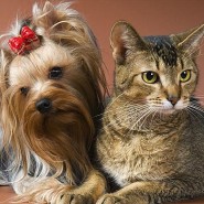 Выставка «Зоошоу. Осень» фотографии