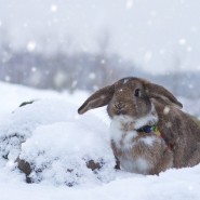 Фестиваль-выставка «Декоративные Кролики» фотографии