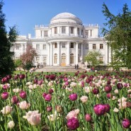 Фестиваль тюльпанов на Елагином острове 2024 фотографии