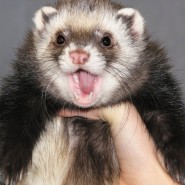 Фестиваль Хорьков фотографии