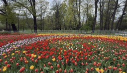 Фестиваль тюльпанов на Елагином острове 2026