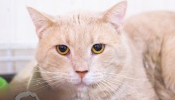 Фестиваль «Уличные коты и уличное искусство» в Музее стрит-арта