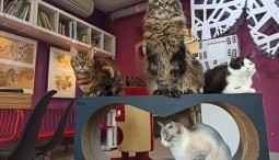 Петербургское котокафе «Республика котов» онлайн