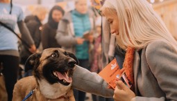 Фестиваль «WOOF»