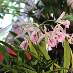 Новогодняя выставка орхидей и бромелий «Осколки радуги- 2022»