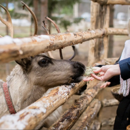 Знакомство с Карелией: хаски, олени, водопады и мраморный каньон Рускеала