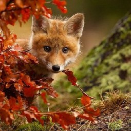 Фестиваль Ginger Fox Day 2016