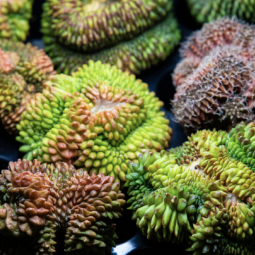 Фестиваль «Флора Фест» 2025