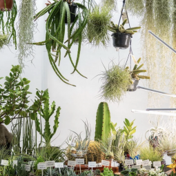 Фестиваль «Флора Фест»