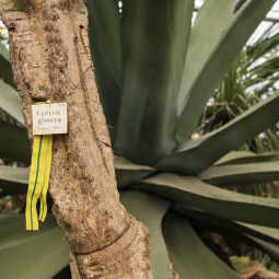 Патриотическая прогулка «Блокадная повесть Ботанического сада» 2026