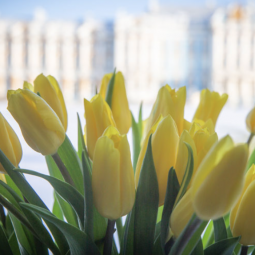 Представительницам прекрасного пола – бесплатно