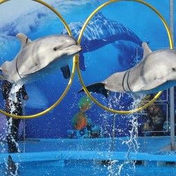 Шоу «Дельфины Северной Столицы»