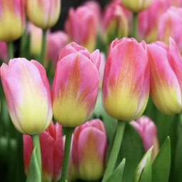 Фестиваль Фестиваль «Оттепель чувств» 2026