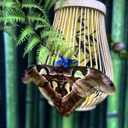 Выставка тропических бабочек в ТРК «Лето»