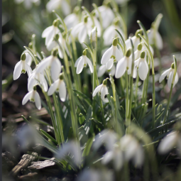 Фестиваль «Ботанические каникулы» 2026