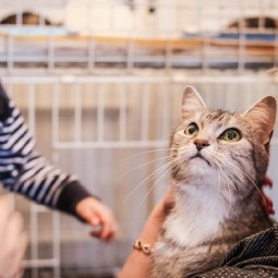 Выставка «Разноцветные коты»