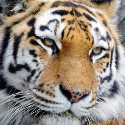 Программа для детей в Ленинградском зоопарке 