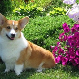 Фестиваль «Собак вельш-корги»