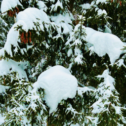 Топ-12 интересных событий в Санкт-Петербурге в выходные 24 и 25 января 2026 года