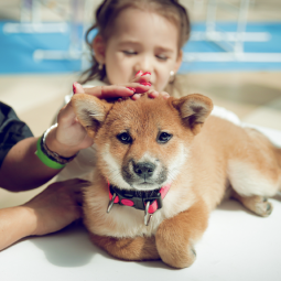 Фестиваль «Dog Fest» в ТРК Лето 2025
