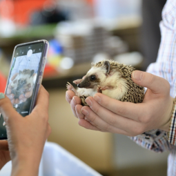 Фестиваль «Ежи»