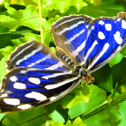 Тропический комплекс «Миндо»