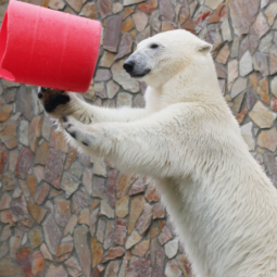 День белых медведей в Ленинградском зоопарке 2021