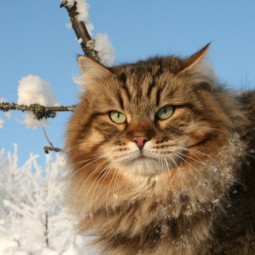 Фестиваль сибирских кошек 