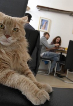 Музей «Республика котов и кошек»
