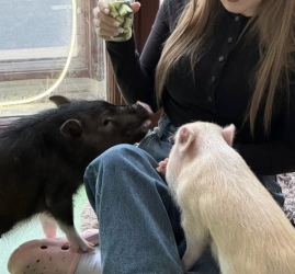 Антикафе «Пигги Плейс»