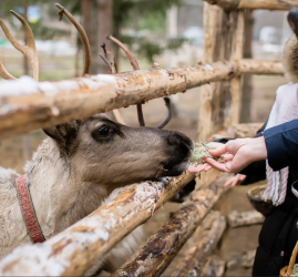 Знакомство с Карелией: хаски, олени, водопады и мраморный каньон Рускеала
