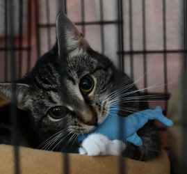 Благотворительный фестиваль «Путь домой»