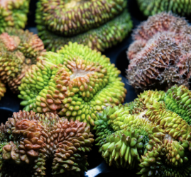 Фестиваль «Флора Фест» 2025