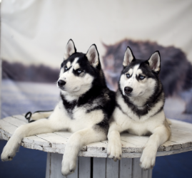 Фестиваль Хаски в Лофт Этажи 2026