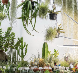 Фестиваль «Флора Фест»