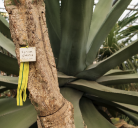 Патриотическая прогулка «Блокадная повесть Ботанического сада» 2026