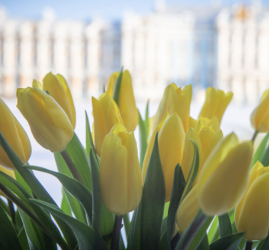 Представительницам прекрасного пола – бесплатно