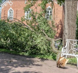 Последствия урагана в музее-заповеднике «Царское Село»