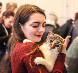 Выставка-раздача кошек «Новогоднее чудо»