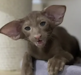 Фестиваль «Экзотические Ориенталы и Серенгети»2026