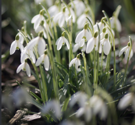 Фестиваль «Ботанические каникулы» 2026