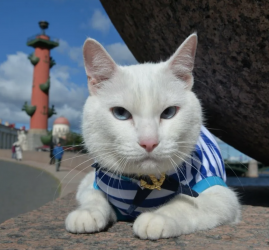Городской фестиваль кошек «День Петербургского кота-2023»
