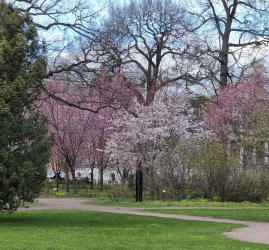 Ботанический фестиваль «Торжествуй, зелёный май!» 2026