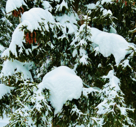 Топ-12 интересных событий в Санкт-Петербурге в выходные 24 и 25 января 2026 года