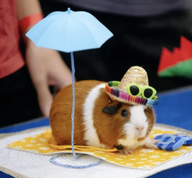 Выставка  «Зоошоу» март 2026