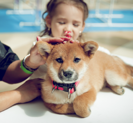 Фестиваль «Dog Fest» в ТРК Лето 2025