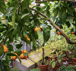 Фестиваль «Ботанический Новый год»2026