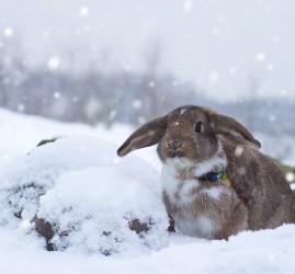 Фестиваль-выставка «Декоративные Кролики»